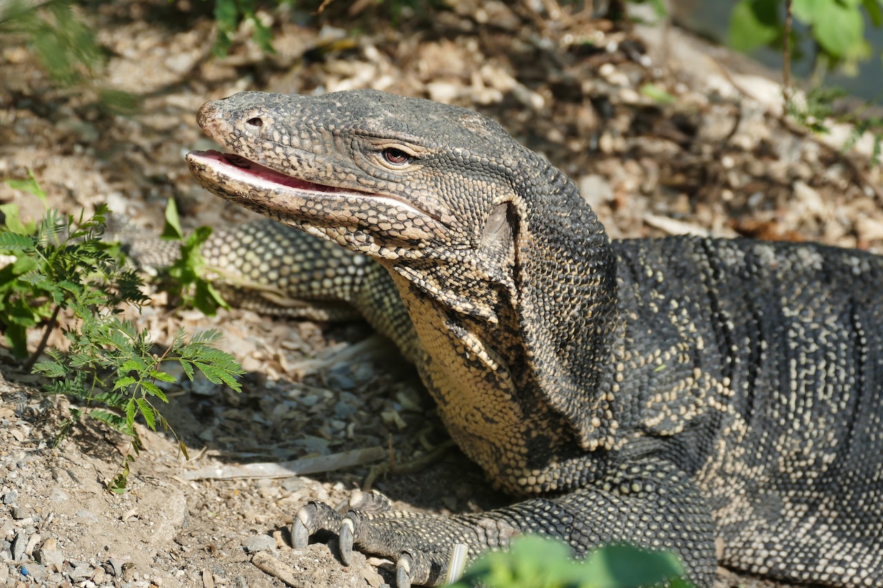 Monitor Lizards