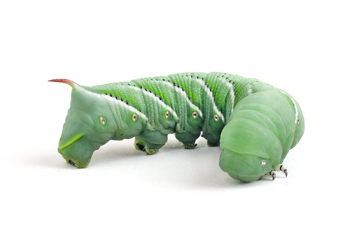 Hornworms For Sale