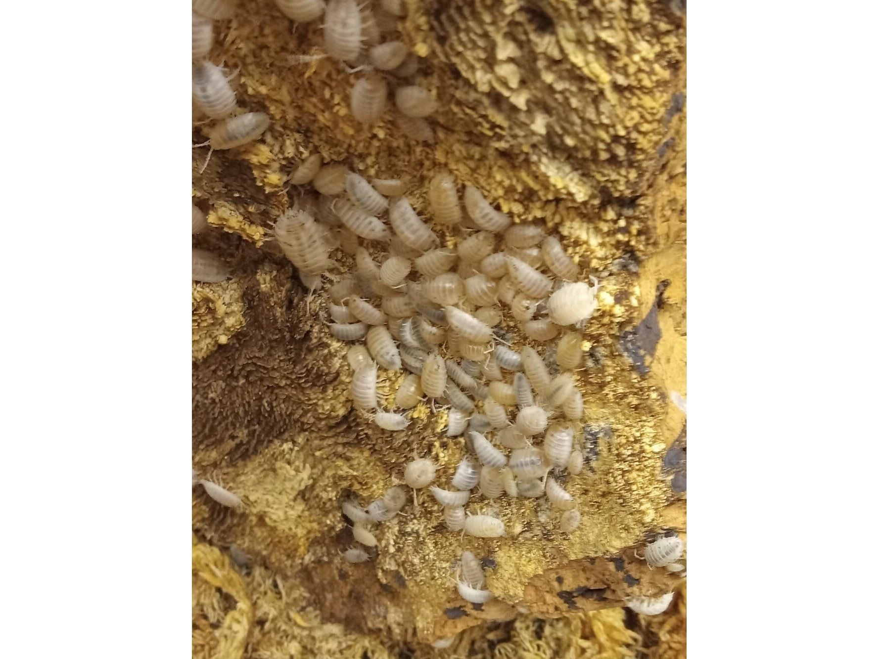Porcellio laevis "White Laevis" Isopods Reptile & Amphibian Habitat Accessories DubiaRoaches.com 10ct