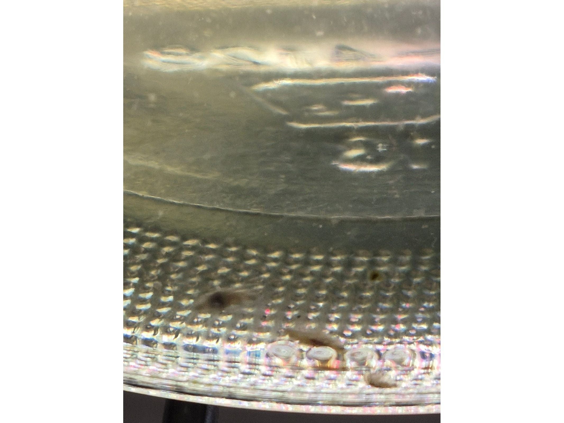 Live Scuds Hyalella azteca