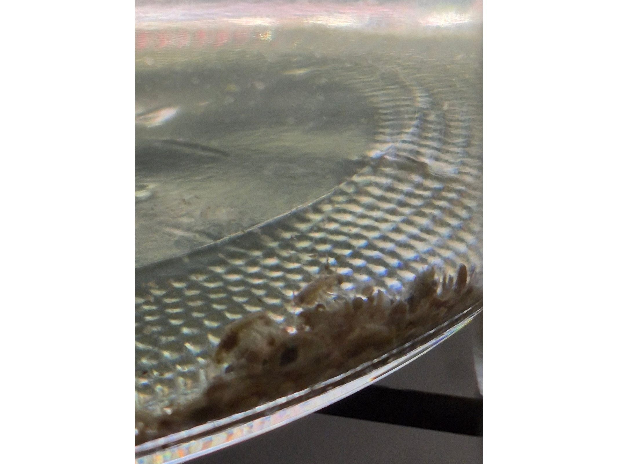 Live Scuds Hyalella azteca