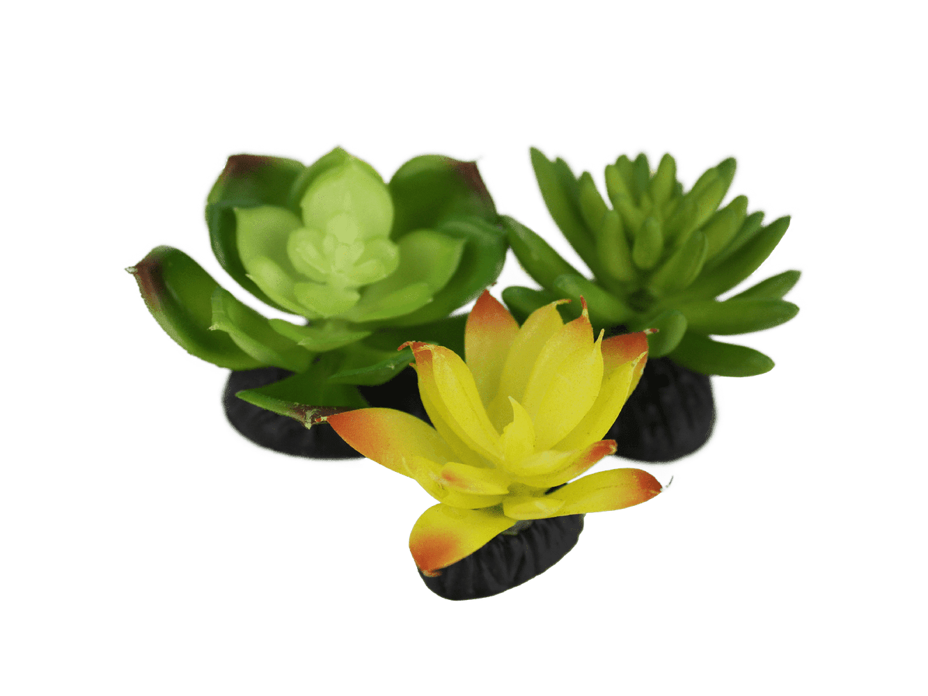 Komodo Living Natural Desert Succulents, 3 pack Komodo