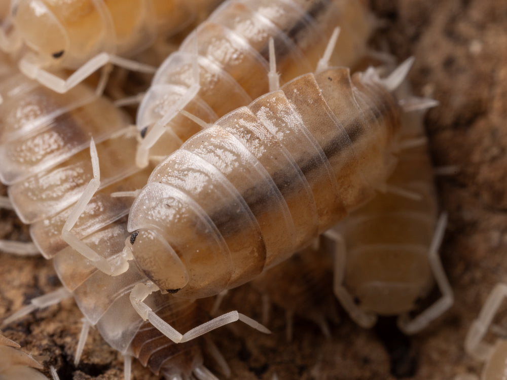 "Butter Pecan" Isopods (Cubaris murina)
