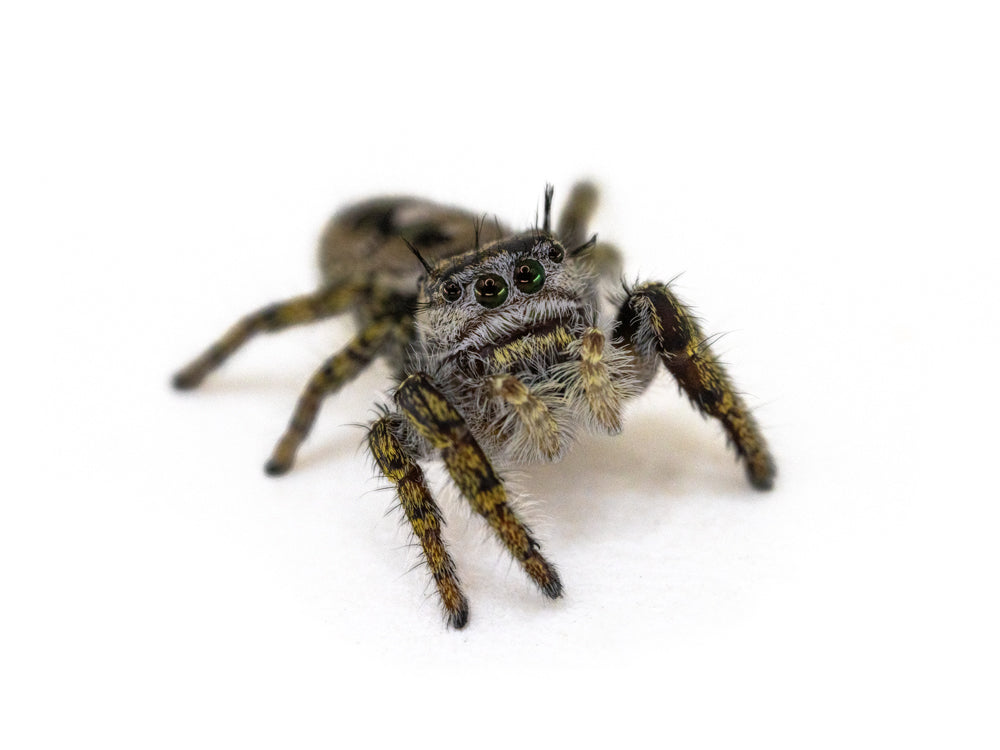 Jumping Spiders