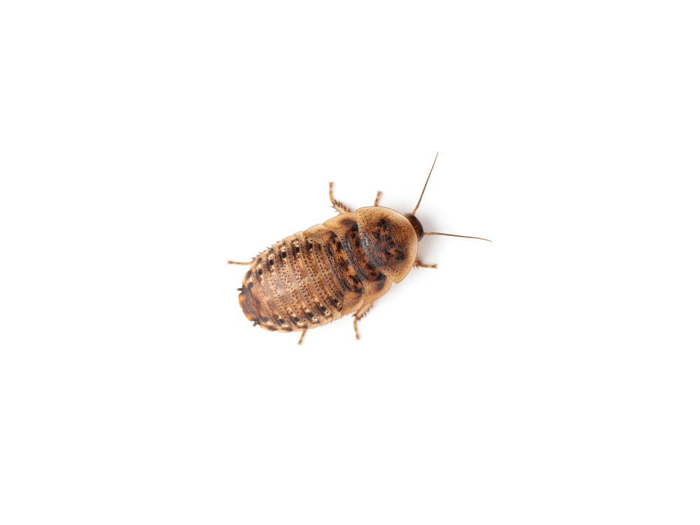 Extra Small 1/4" Dubia FREE SHIPPING dubia roaches DubiaRoaches.com