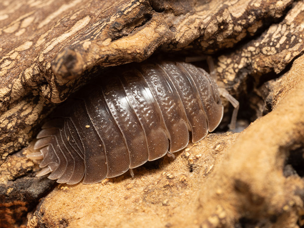 Giant Canyon Isopods (Porcellio dilatatus) RPG