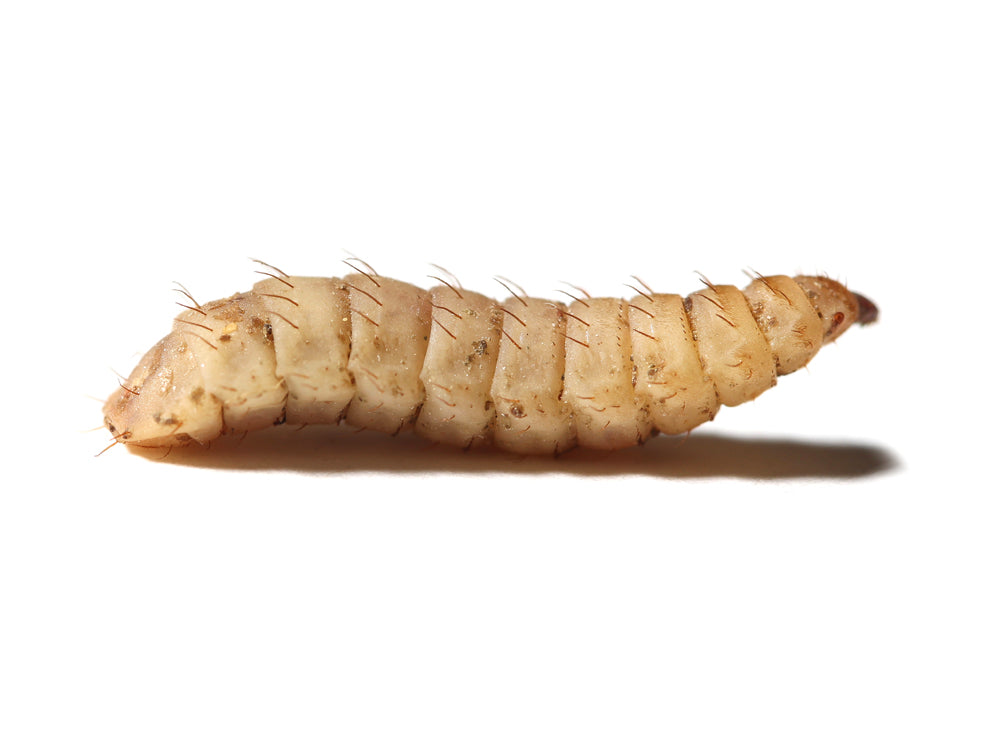 Fly Larvae