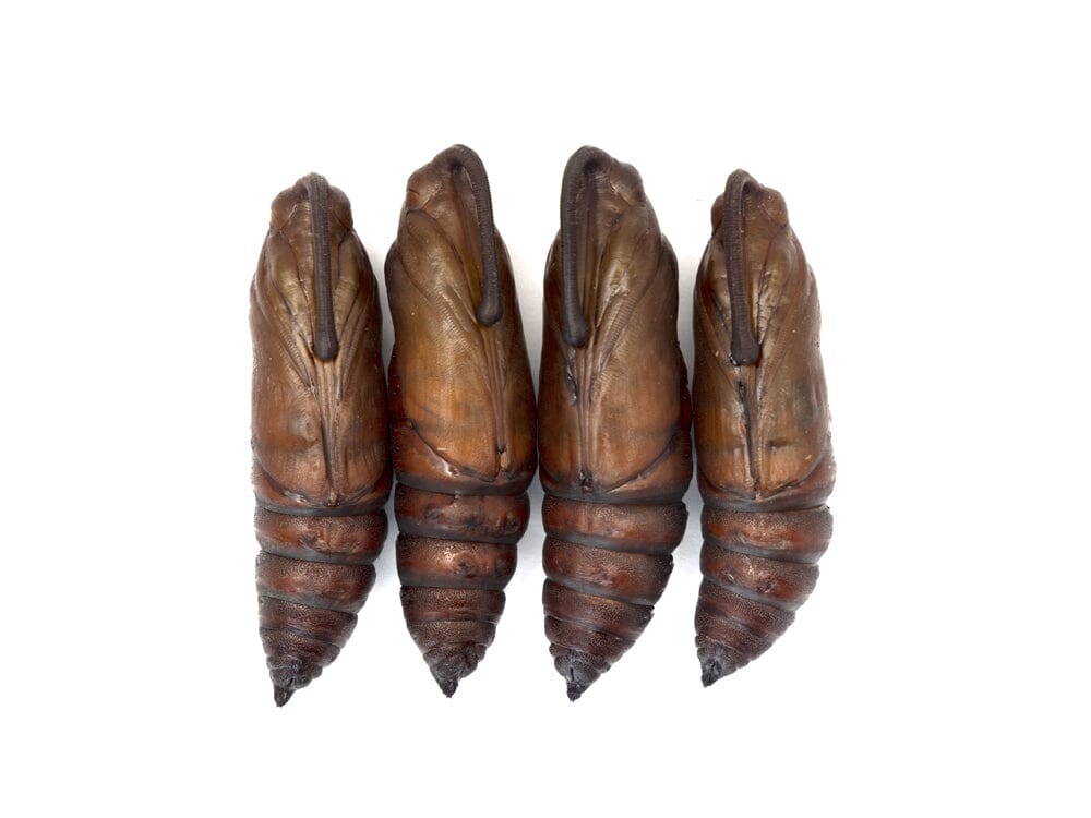 Hornworm Moth Pupa Sexed Pair Manduca sexta Auction