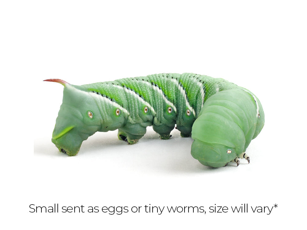 Small Hornworms hornworms DubiaRoaches.com
