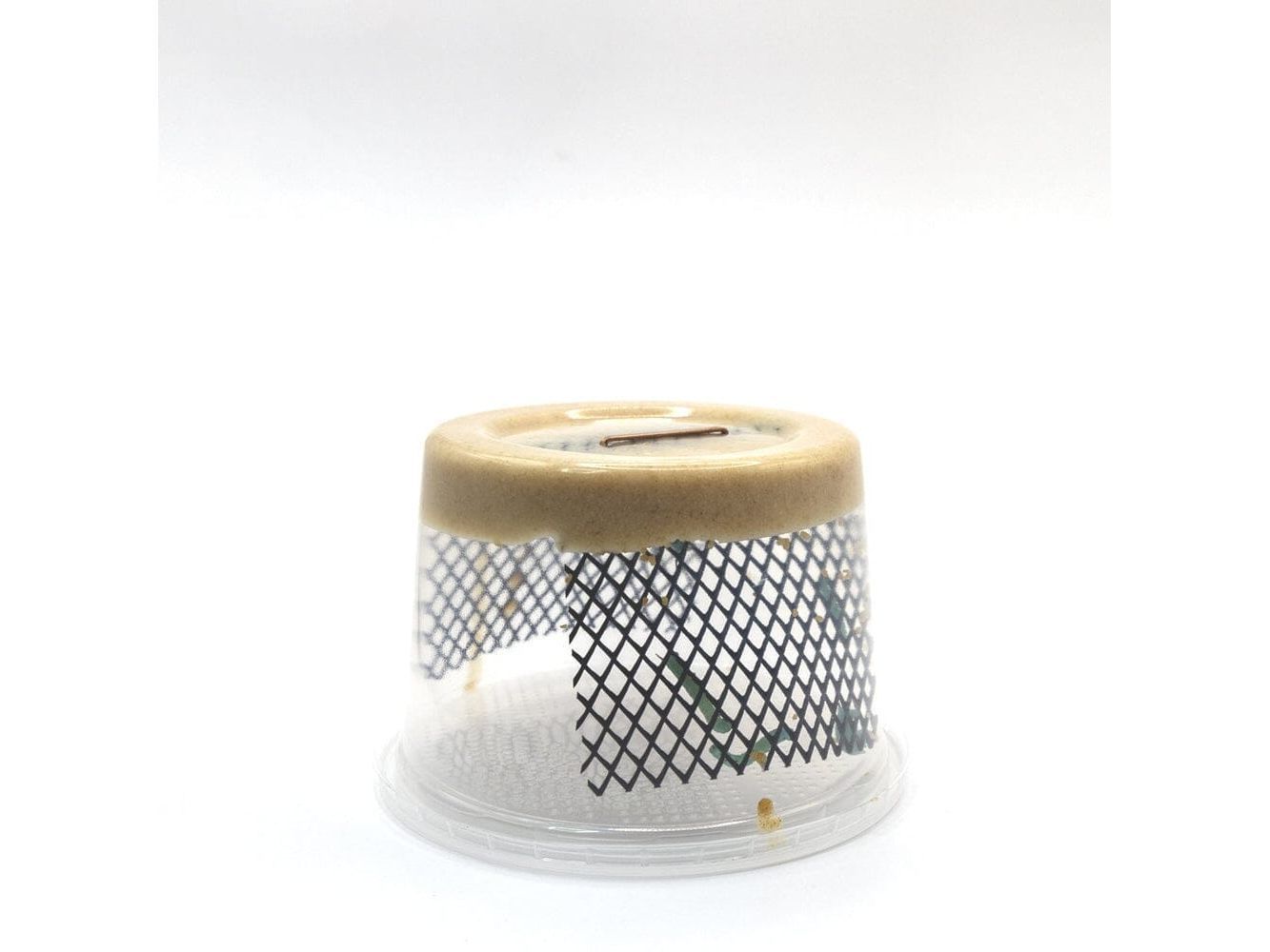 Hornworms Reptile & Amphibian Food Dubia.com