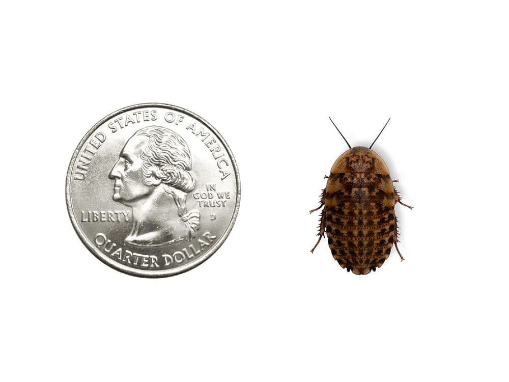 Discoid Roaches - MorphMarket Member Special - FedEx only
