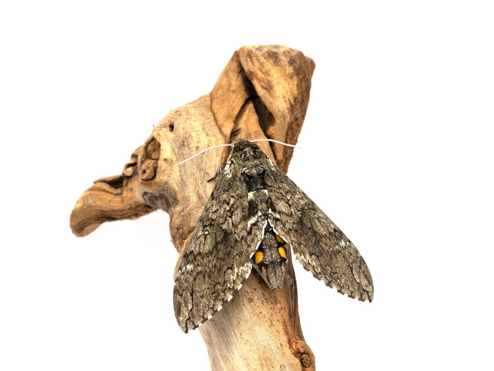 Hornworm Moth Pupa Sexed Pair Manduca sexta Auction