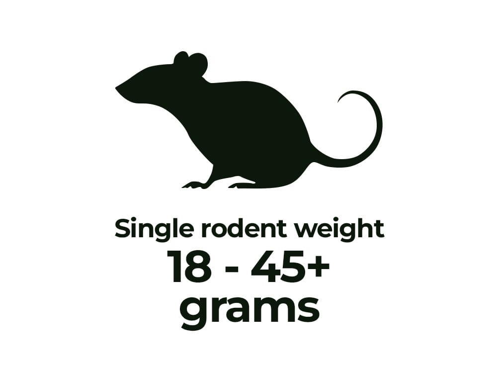 Rodents - Shipping Included