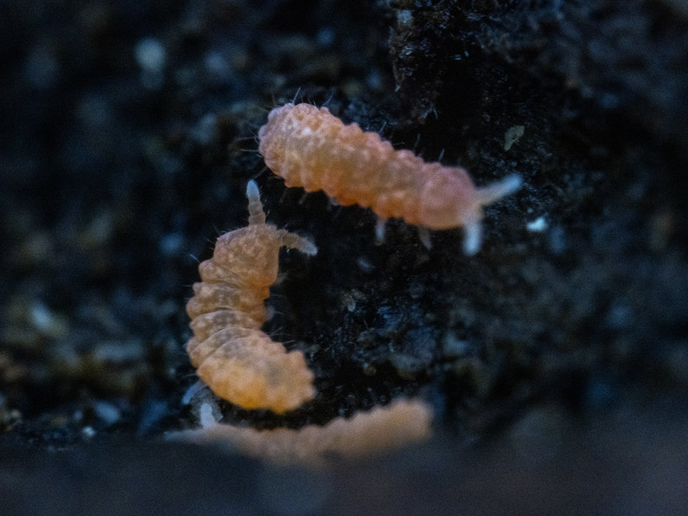 Orange Springtails 10ct. (Yuukianura aphoruroides) RPG