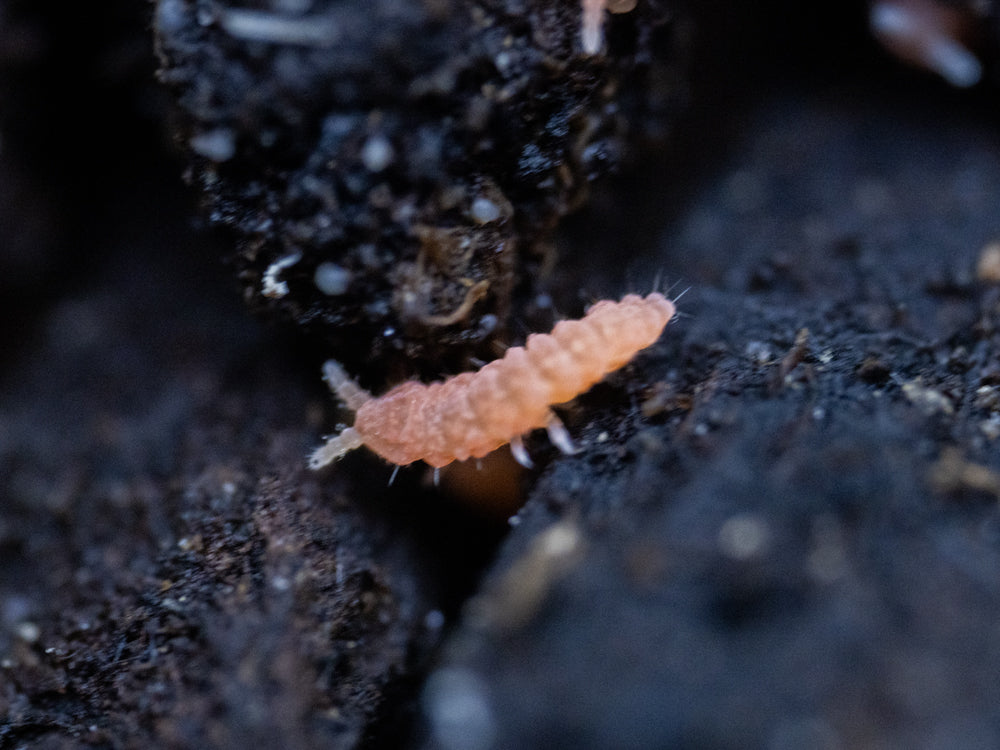 Orange Springtails 10ct. (Yuukianura aphoruroides) RPG
