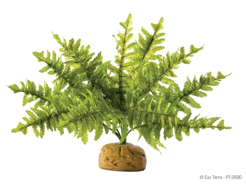 Exo Terra Boston Fern, Small Exo Terra