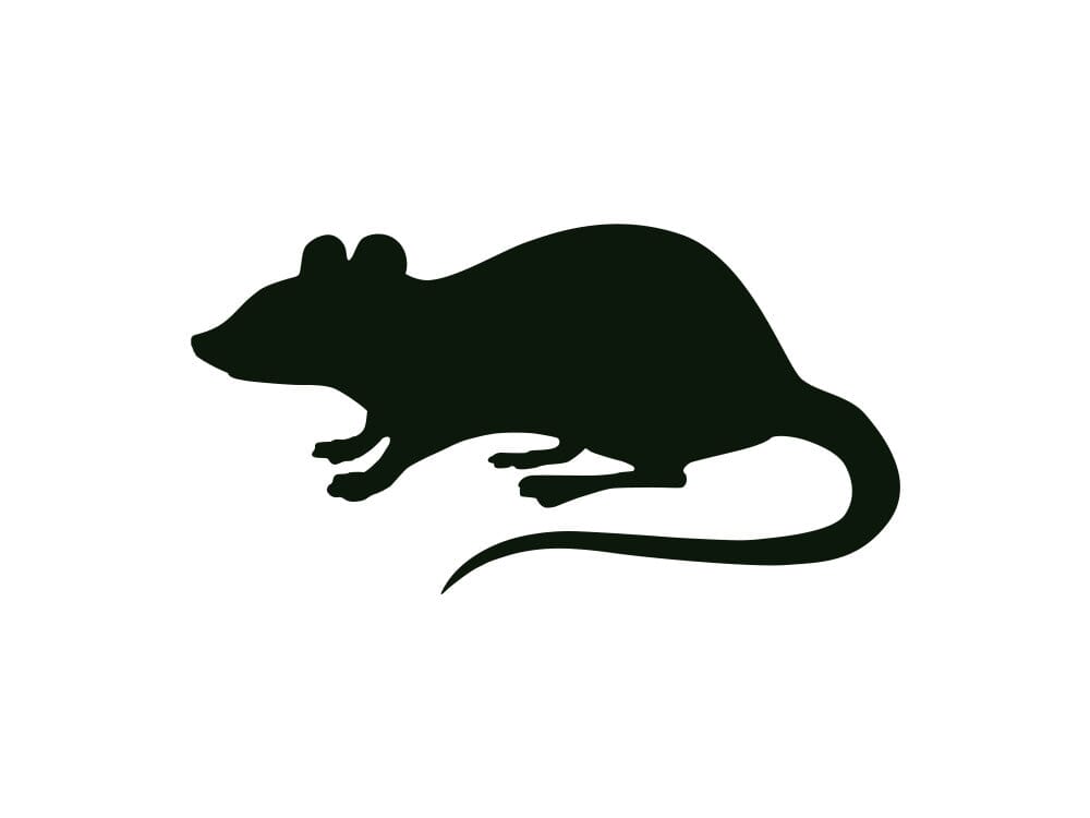 Rodents - Shipping Included