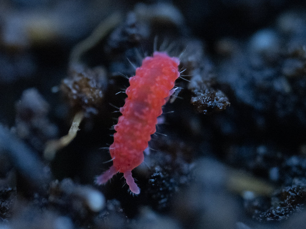 Thai Red Springtails 10ct. (Lobella sp.) RPG