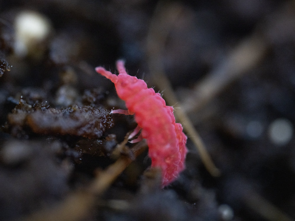 Thai Red Springtails 10ct. (Lobella sp.) RPG