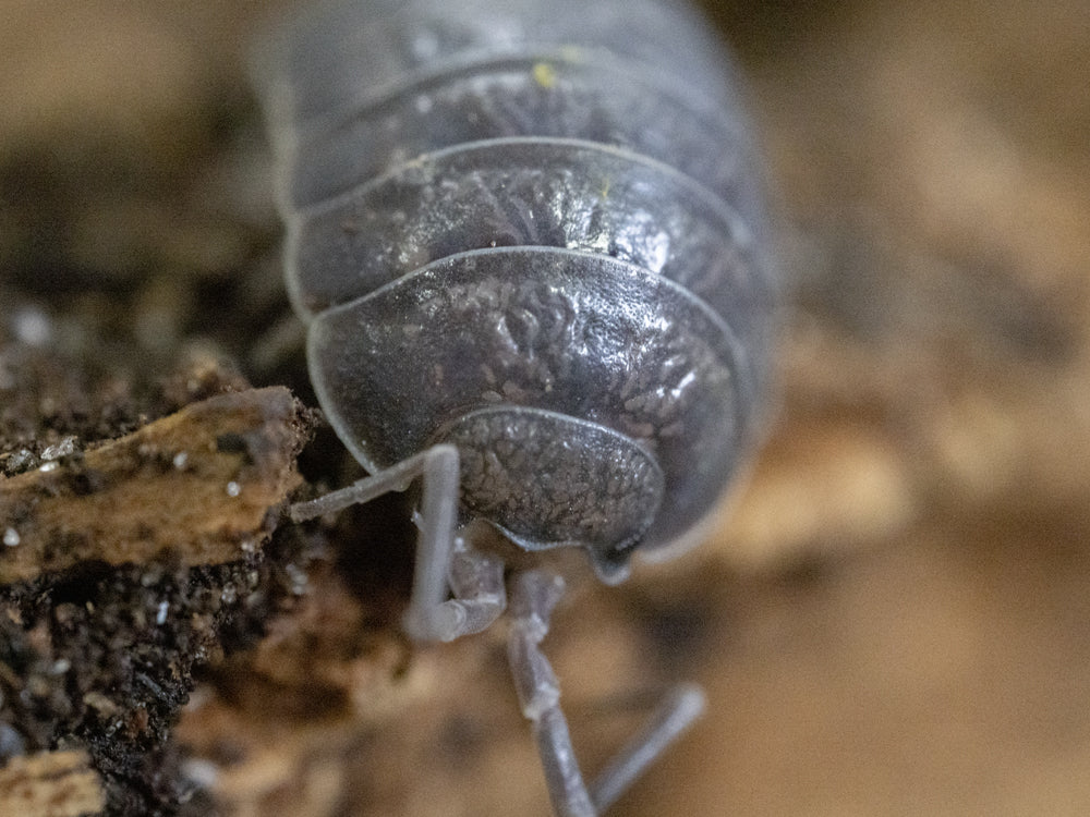 "Wild Type" Isopod (Porcellio Leavis) 10ct Reptile & Amphibian Supplies RPG