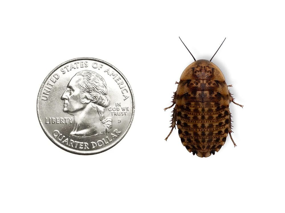 Discoid Roaches - MorphMarket Member Special - FedEx only
