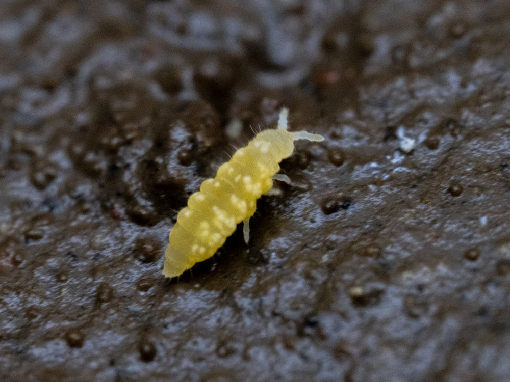 Yellow Albino Springtails 10ct. (Ceratophysella sp.) RPG
