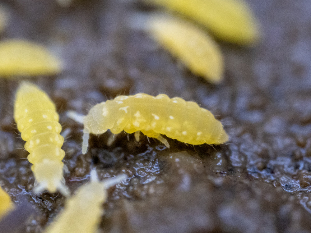Yellow Albino Springtails 10ct. (Ceratophysella sp.) RPG