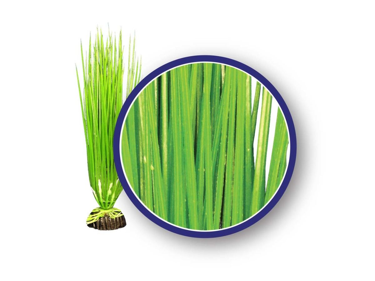 Weco Products Freshwater Series Asian Hairgrass Aquarium Plant Green, 1ea/18 in Weco
