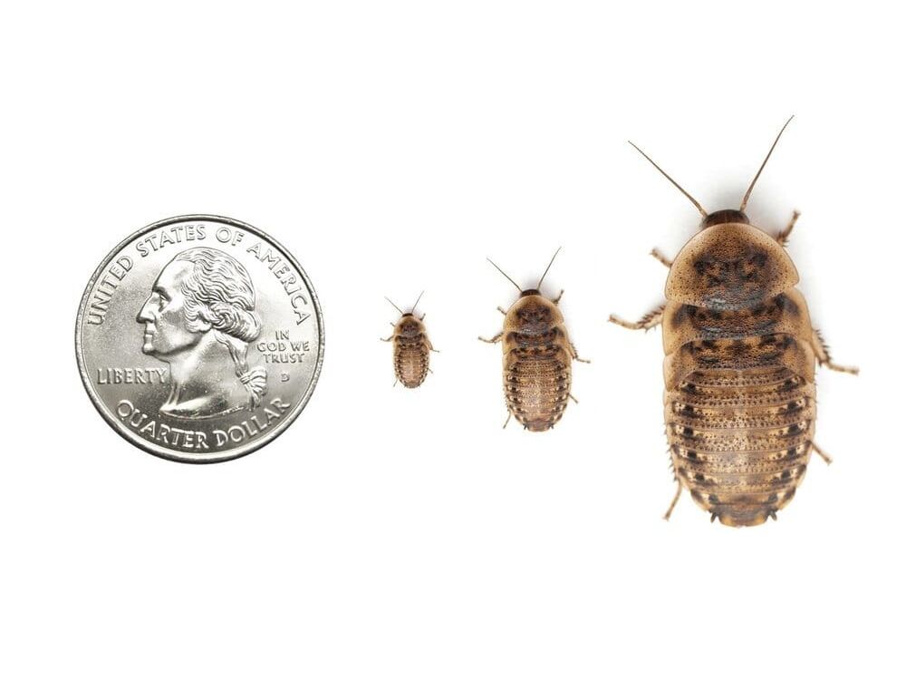 Image showcasing Dubia Roaches for Sale - Ideal Feeder Insects for Reptiles