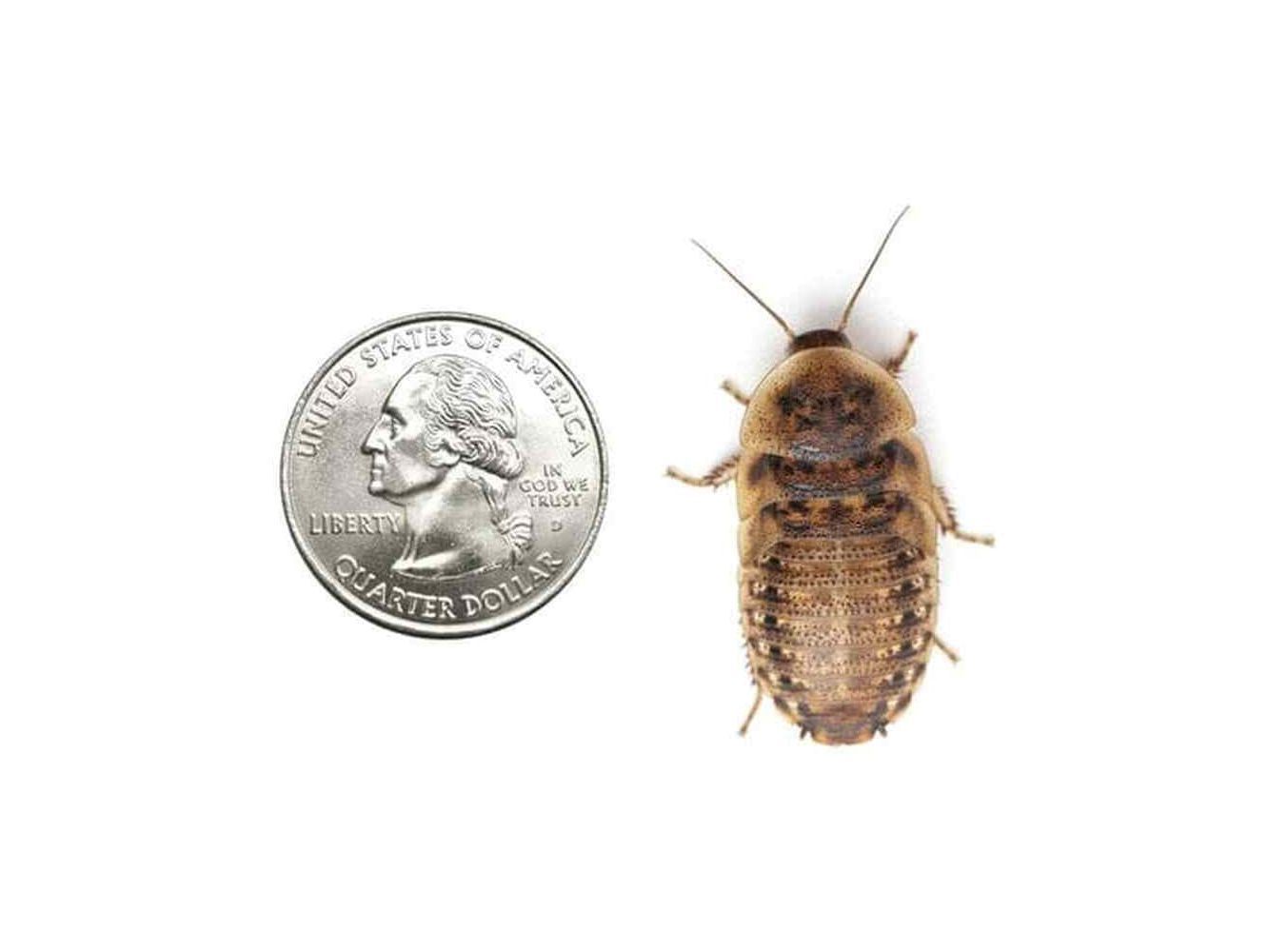 1000ct Extra Large 1.25" Dubia Auction