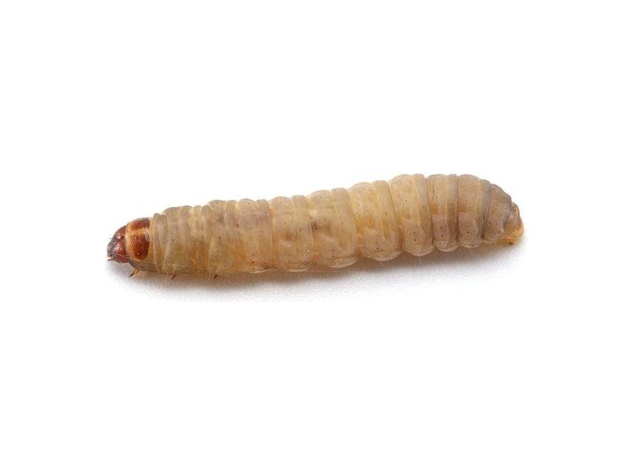 Waxworms Free Shipping