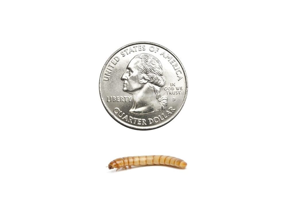 Large Mealworms mealworms DubiaRoaches.com