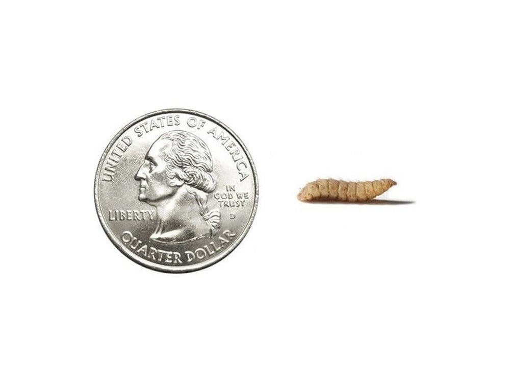 Large CalciGrubsâ?¢ nutrigrubs DubiaRoaches.com
