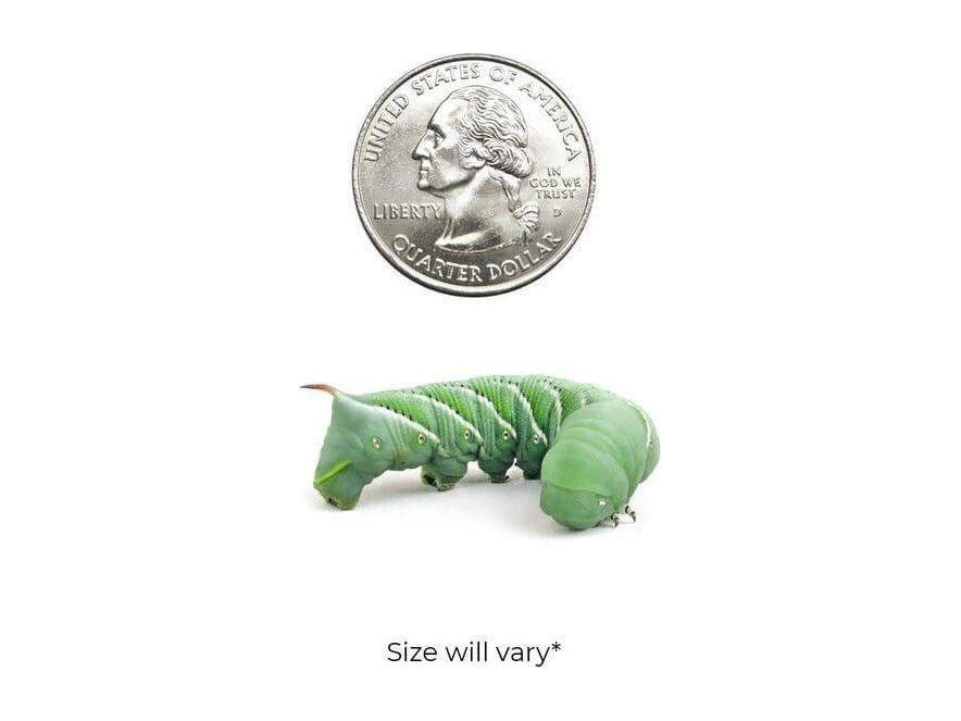 Hornworms Reptile & Amphibian Food Dubia.com