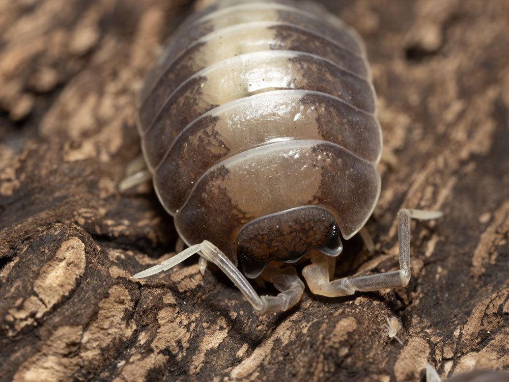 "Milkback" Isopods (Porcellio laevis) Reptile & Amphibian Supplies RPG