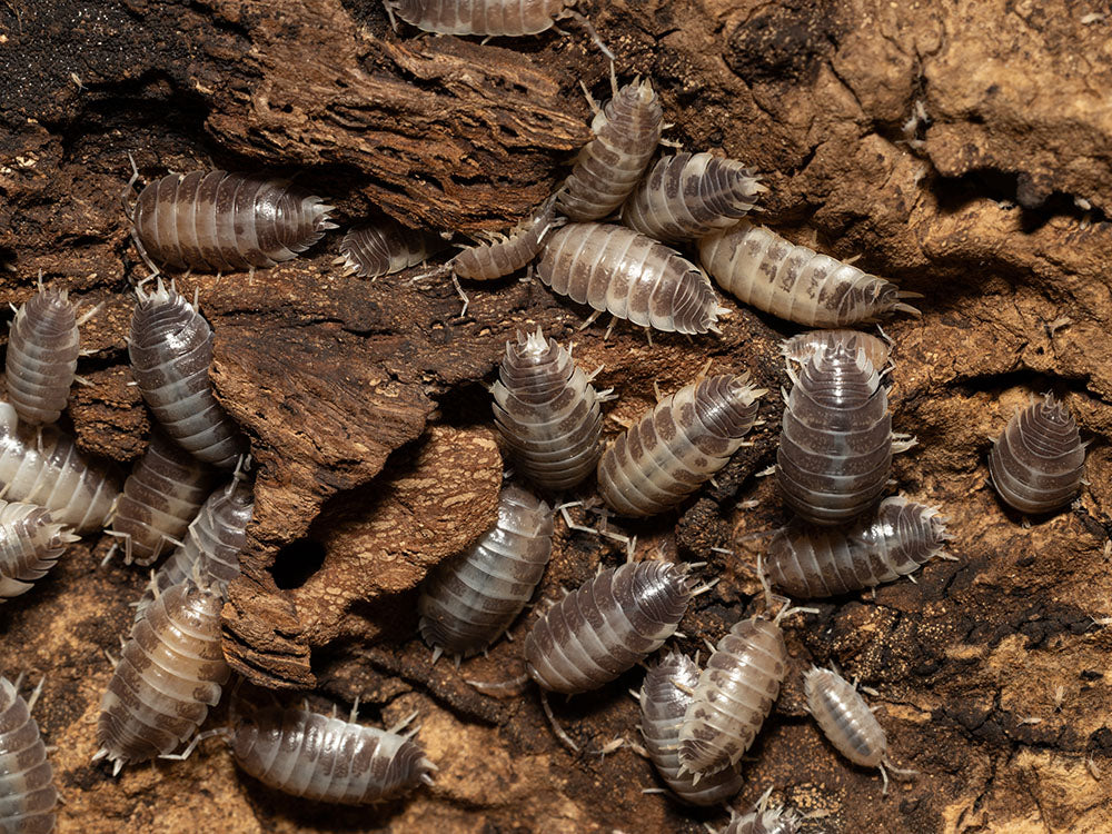 "Milkback" Isopods (Porcellio laevis) Reptile & Amphibian Supplies RPG