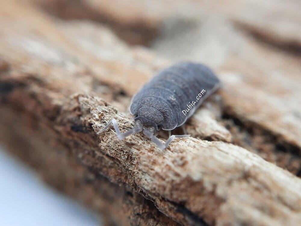 Porcellionides pruinosus "Powder Blue" Isopods Reptile & Amphibian Habitat Accessories DubiaRoaches.com