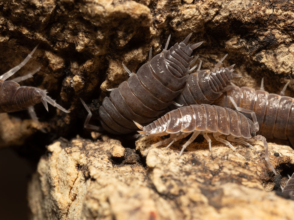 "Powder Blue" Isopods (Porcellionides pruinosus) Reptile & Amphibian Habitat Accessories RPG