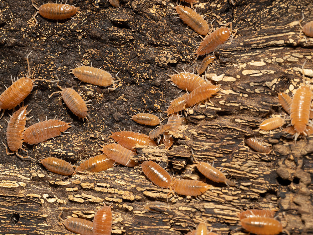 "Powder Orange" Isopods (Porcellionides pruinosus) RPG