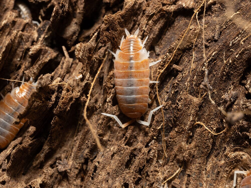 "Red Koi" Isopods Porcellionoides pruinosus