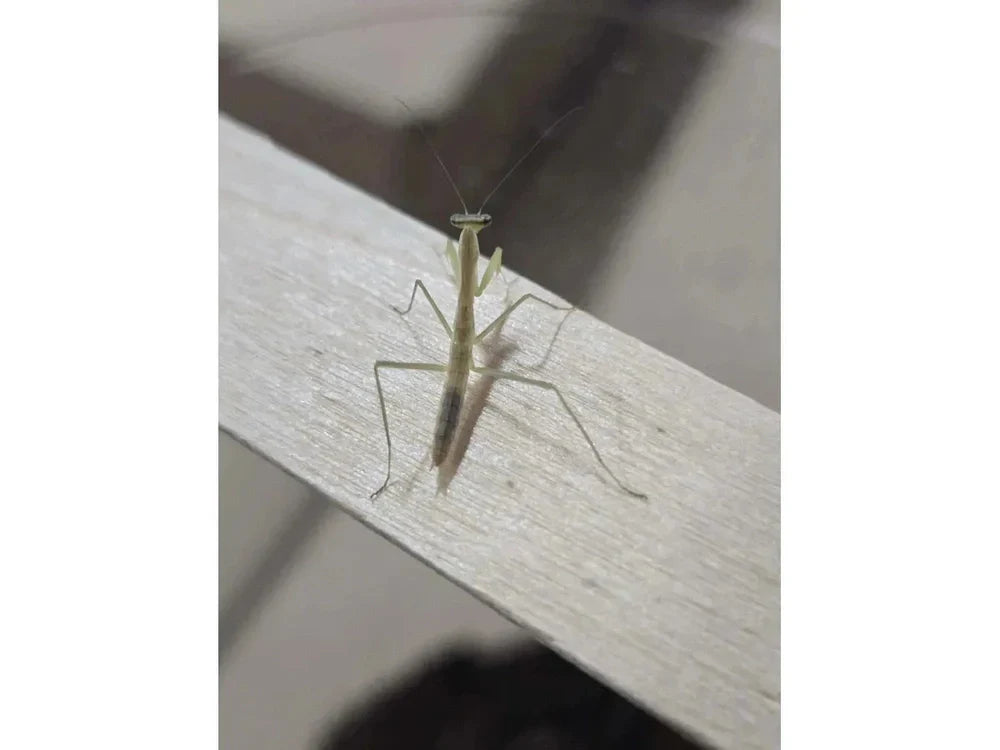 Chinese Praying Mantis (Tenodera sinensis) Free Shipping Reptile & Amphibian Supplies RPG