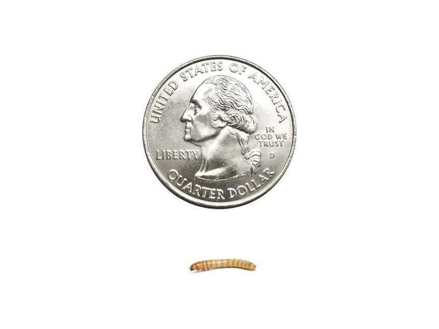 Mealworms mealworms DubiaRoaches.com