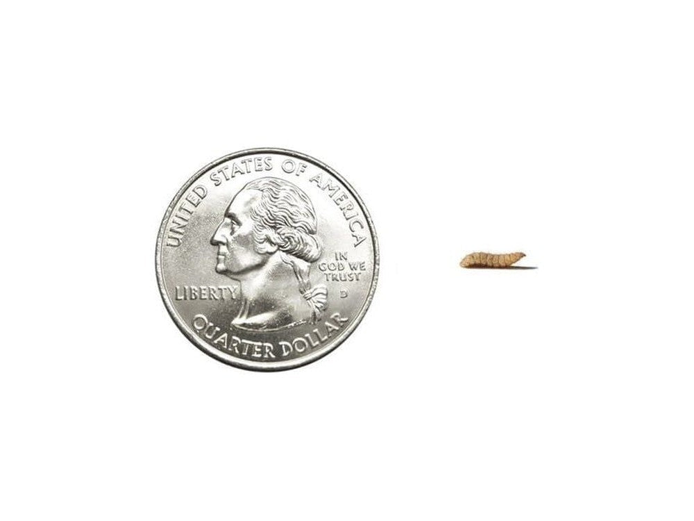 Small CalciGrubsâ?¢ nutrigrubs DubiaRoaches.com
