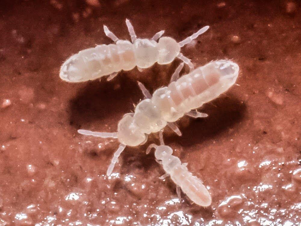 Temperate White Springtail Master Culture Folsomia Candida