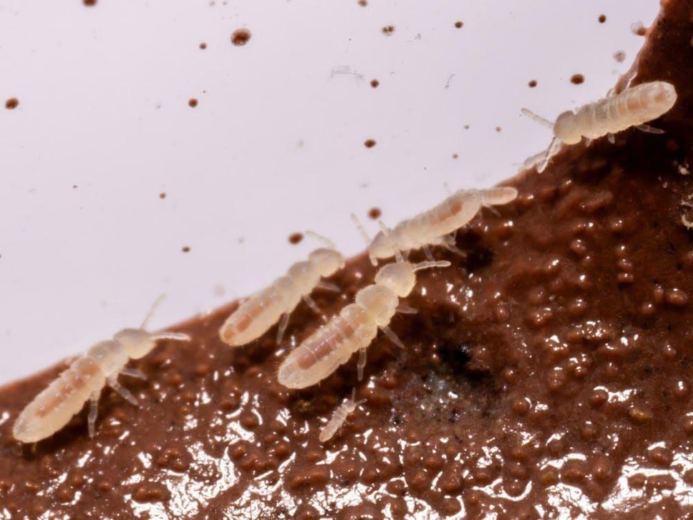 Temperate White Springtail Master Culture Folsomia Candida