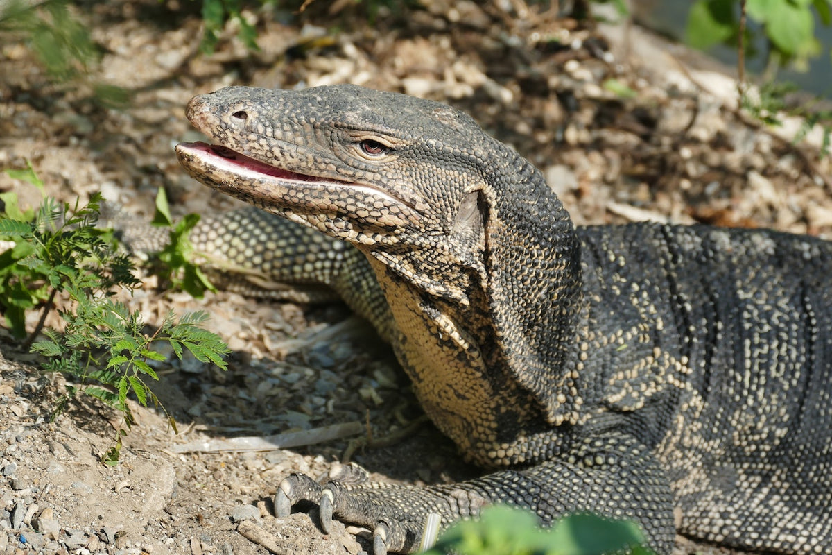 Monitor Lizards Care Products & Live Insects | MorphMarket – Page 3