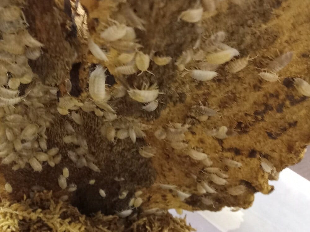 Porcellio laevis "White Laevis + Dairy Cow mix" Isopods FREE SHIPPING