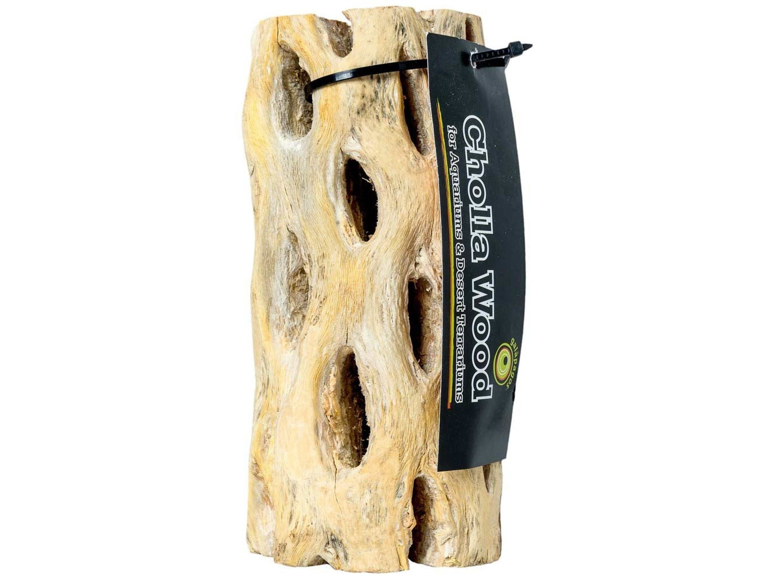 Galapagos Cholla Wood, 12" Galapagos