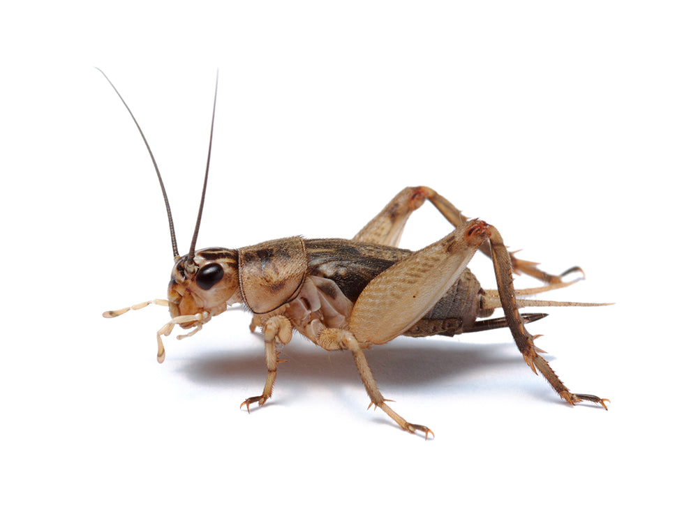 Crickets dubia roaches DubiaRoaches.com 