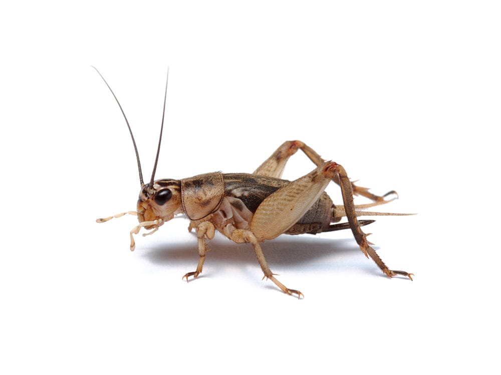Crickets